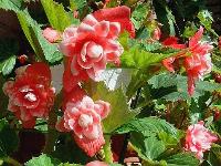 Клубневая бегония Camelia