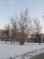 тополя