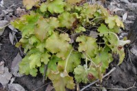 Гейхера Lime Marmalade