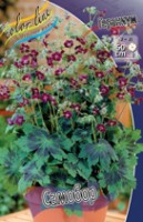 Geranium Samobor  phaeum