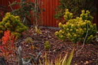 Pinus mugo Ophir Pinus mugo  Zundert