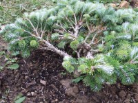 Abies veitchii Rumburk   2