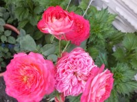 DSCF1452