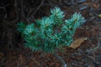 Pinus parviflora Tano mano uki 3