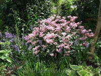 Filipendula Red Umbrella