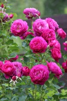 Blue Eden штамб  35
