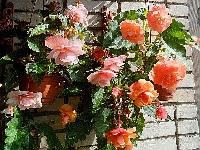 Клубневые бегонии Splendide Pink и Splendide Ballerina