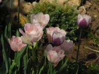 Атлантис Анжелика 6