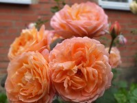 DSCF0989