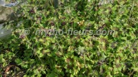 geranium phaeum samobor 3