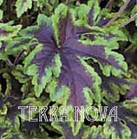 Tiarella 20x 20 Neon 20Lights2 20TN