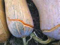 Тыква Мускатная 2012 11 05  1