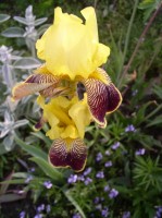 Ирис бородатый