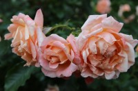 Ruffle s Dream  6