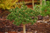 Pinus mugo Minima Kalous 2011 год