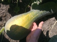 2013 07 31  14
