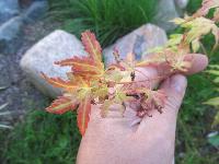 acer orange dream 2