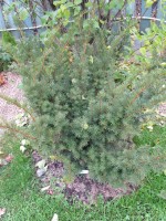 Taxus baccata «Densiformis»