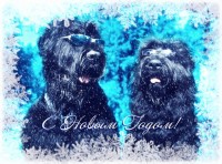 Card postale