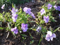 фиалка рогатая