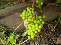 DSCN0297