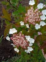 P60605 072538