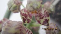 IMG 6342