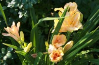longfields pearl