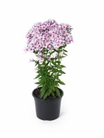 Phlox Early Light Pink