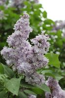 Копия IMG 3754  Копировать