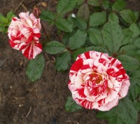 P6254490
