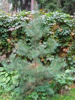 IMG 6076