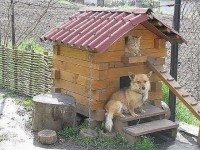будка