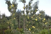 DSC 0019 1