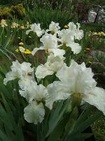 DSCF7440