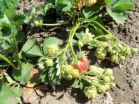 Изображение 061