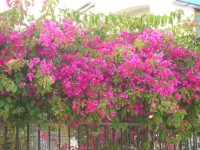 IMGP0833