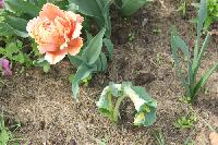 IMG 4735