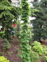 клен