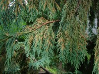 DSC01707
