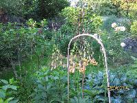 прошлогодние стебли2