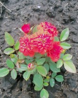 Оранж Бебифлёр