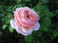 Elizabeth Stuart 4