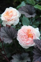 Garden of Roses  2