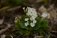 Primula hirsuta alba