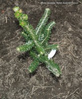 Abies koreana  Silberlocke