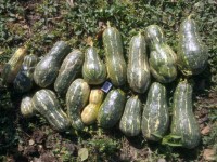 Тыква Мускатная 2012 10 08
