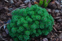 Pinus uncinata S S Maja 2011 год