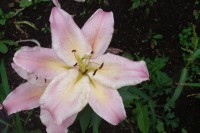 060