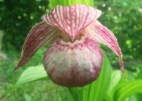 7 gYIBprWwg